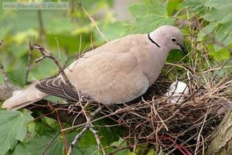 Eurasian Collared Dove Photo A Bird On Nest The Internet