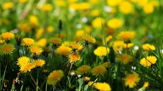 Nature Wallpaper HD Widescreen Image Desktop Background