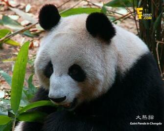 My Background Giant Panda Wallpaper