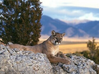 Lion At Rocky Mountain Scenery Wallpaper Me