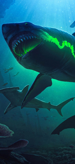 Shark iPhone Wallpaper