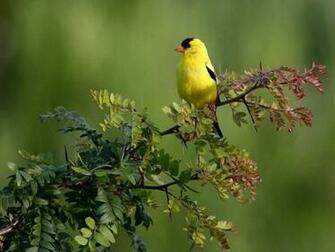 The Charmed Life Yellow Birds Of Spring On A Nearly Wordless