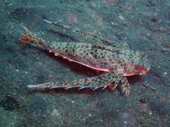 The Flying Gurnard Wallpaper