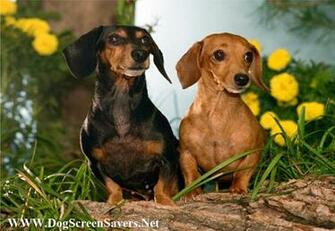 Dachshund Dogs Screensaver