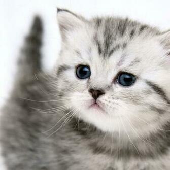HD Cat iPad Wallpaper