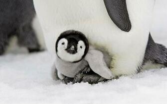Penguin Baby