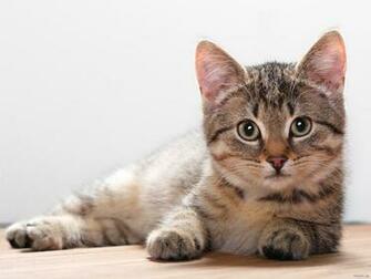 HD Cat Wallpaper Cute Baby