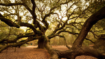 Angel Oak Tree Landmark Re Cond Nast Traveler