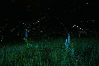 Fireflies In A Jar Wallpaper Firefly Org Says The U S