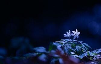 Wallpaper Leaves Light Flowers Blue The Dark Background Glade