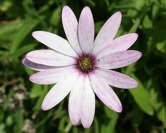 White Pink Flower Wallpaper Flowers Image And