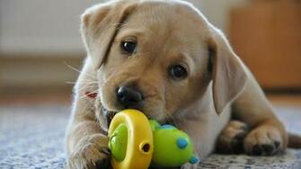 Puppy Desktop Background Wallpaper High Definition Quality