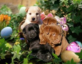 Bulverde Humane Society News Events