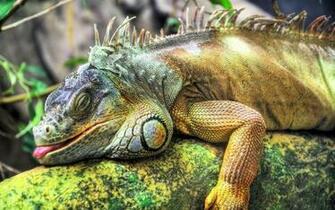 Kuching Iguana Club January