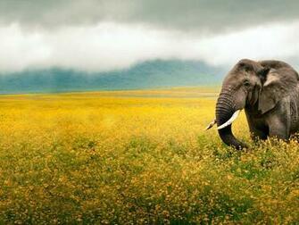 Elephant On The Field Wallpaper And Image Pictures