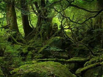 Dark Forest Wallpaper