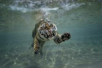 Tiger Full HD Wallpaper And Background Image