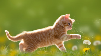 Wallpaper 4k Kitten Cute