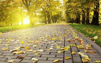 Trees Sun Grass Leaves Avenue Wallpaper
