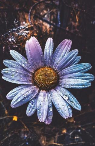Zdorodz Sunflower Wallpaper Beautiful Background