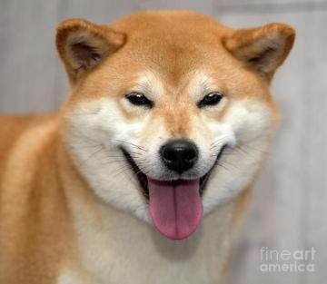 Red Shiba Inu Dog On Gray Background Photograph By Borislav