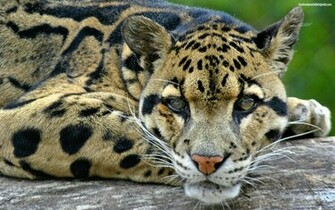 Descargar Imagen Clouded Leopard Wallpaper HD Widescreen