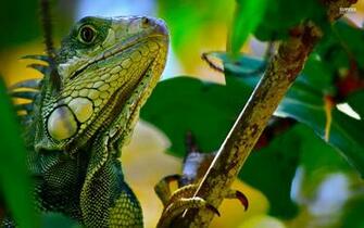Green Iguana Wallpaper