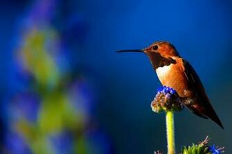 Colibri HD Wallpaper 7wallpaper Net