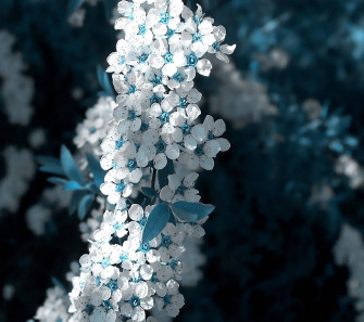 White Flower Wallpaper HD