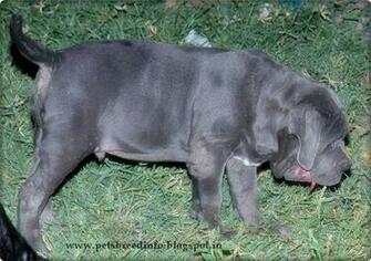 Neapolitan Mastiff Dog HD Wallpaper All About Dogs