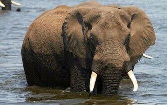 African Elephant