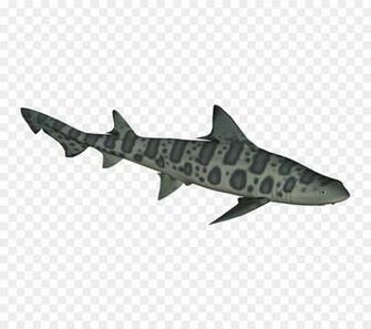 Shark Fin Background