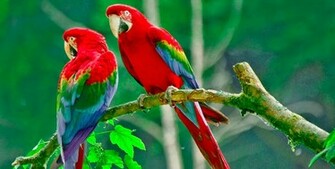 Beautiful Birds Wallpaper HD Tinydesignr