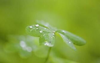 Trebol Wallpaper Buscar Con Google Clover Nature