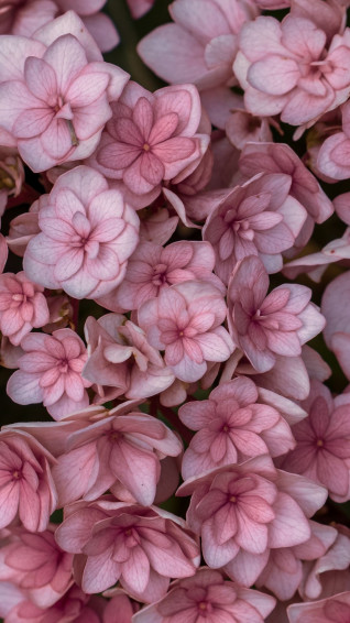 Pink Aesthetic Background Flowers Wallpaper