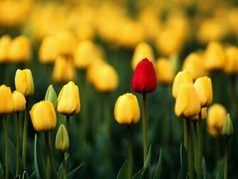 Flowers For Flower Lovers Desktop Wallpaper