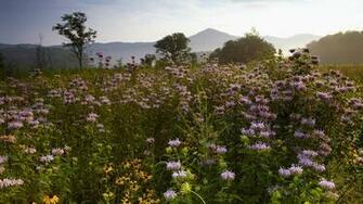 Summer Mountains Tennessee Wallpaper