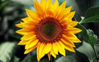 Sunflower Wallpaper HD Desktop