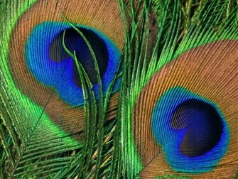 Wallpaper Of Peacock Feathers HD