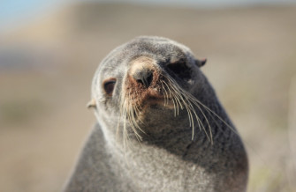 Southern Fur Seals From Biedma Chubut Ar On April At Wallpaper
