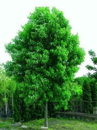 Silver Maple Local Enhancement Appreciation Of Forests