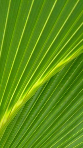 Related Pictures Palm Leaves Wallpaperuggest Wallpaper