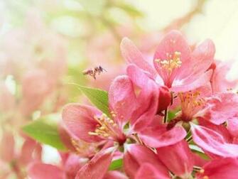 Bee Pink Heaven Flowers Nature Background Wallpaper