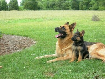 German Shepherd Wallpaper Animals Library