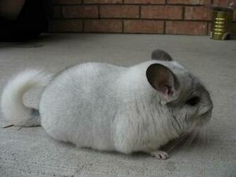 Chinchilla Wallpaper Desibucket