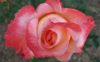 Rose Wallpaper Photos Flower