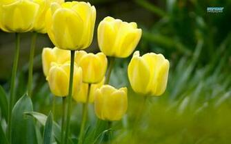 Yellow Tulip Flowers Wallpaper