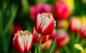 Buds Red And White Tulips Flowers Spring X