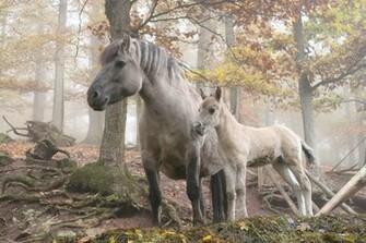 HD Animals Wallpaper Wild Horses
