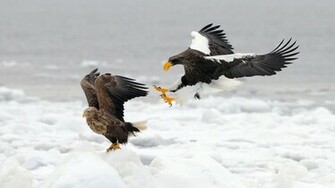 Wallpaper Hunting Bird Of Prey Snow Animals Large On The